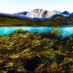Kelp for Trace Mineral Support: 7 Proven Ways to Avoid Dangerous Deficiencies