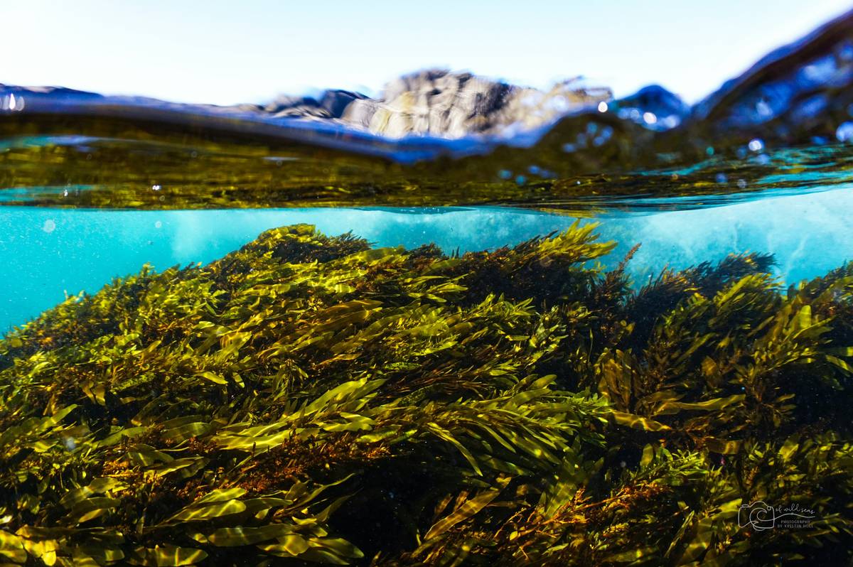 Kelp for Trace Mineral Support: 7 Proven Ways to Avoid Dangerous Deficiencies